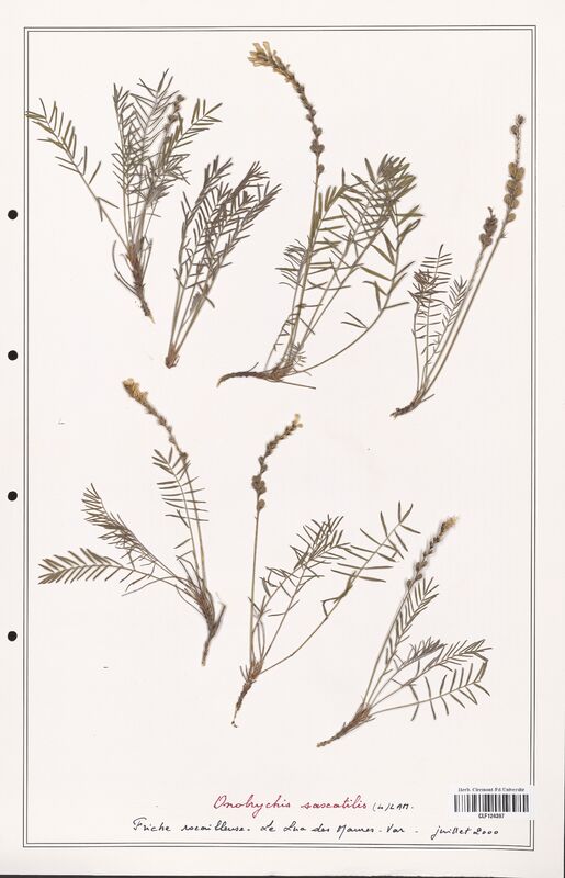 Onobrychis saxatilis  (Fabaceae)