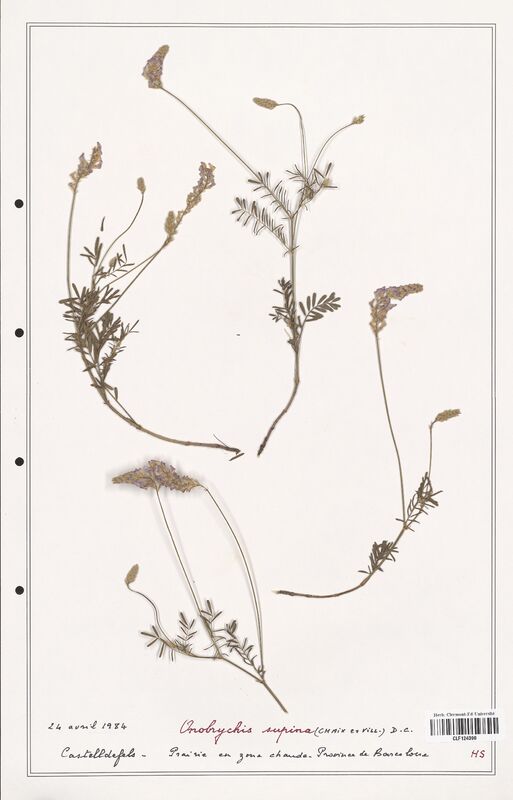 Onobrychis supina  (Fabaceae)