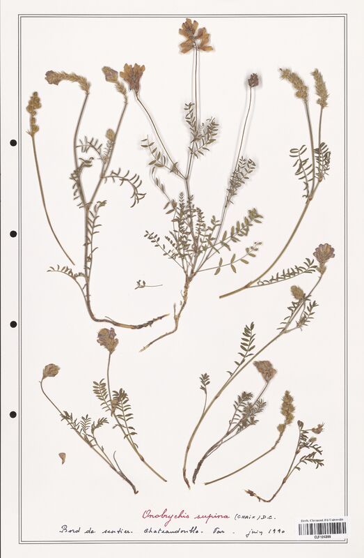 Onobrychis supina  (Fabaceae)