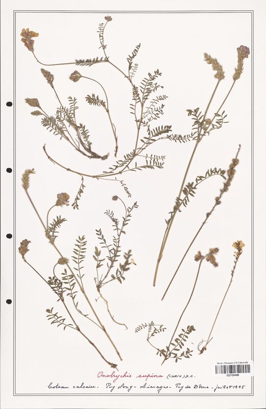 Onobrychis supina  (Fabaceae)