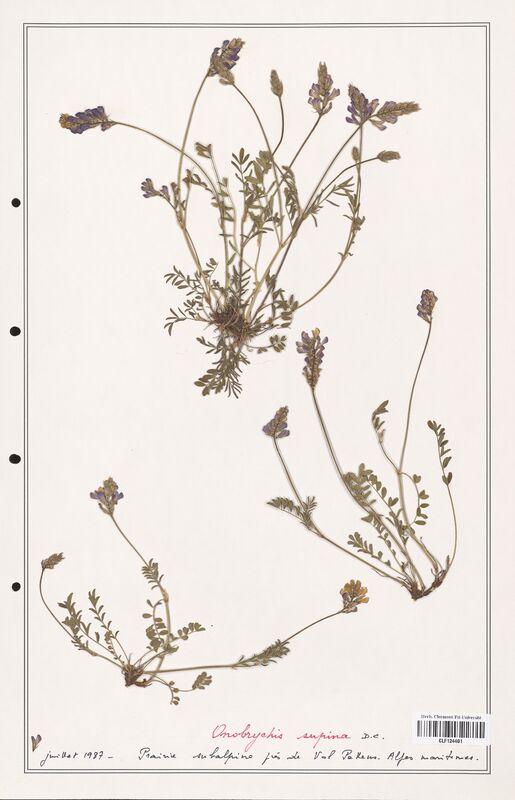 Onobrychis supina  (Fabaceae)