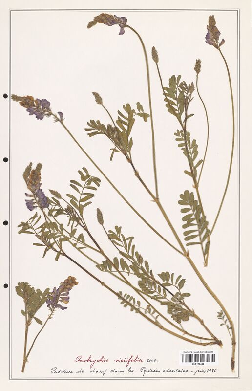 Onobrychis viciifolia  (Fabaceae)