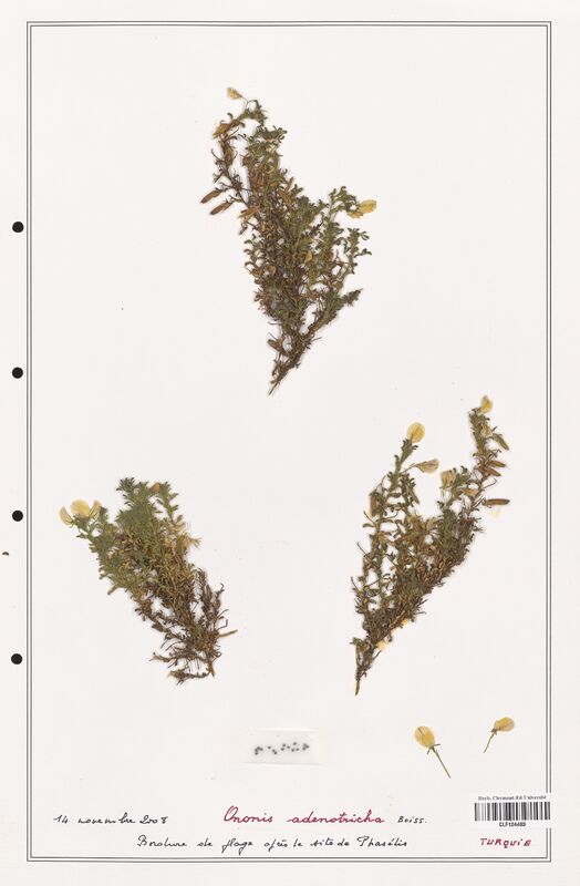 Ononis adenotricha  (Fabaceae)