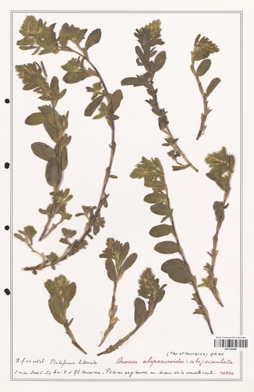 Ononis alopecuroides  (Fabaceae)