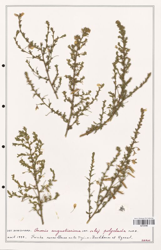 Ononis angustissima  (Fabaceae)