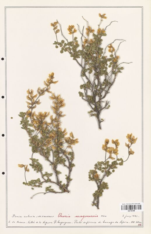 Ononis aragonensis  (Fabaceae)