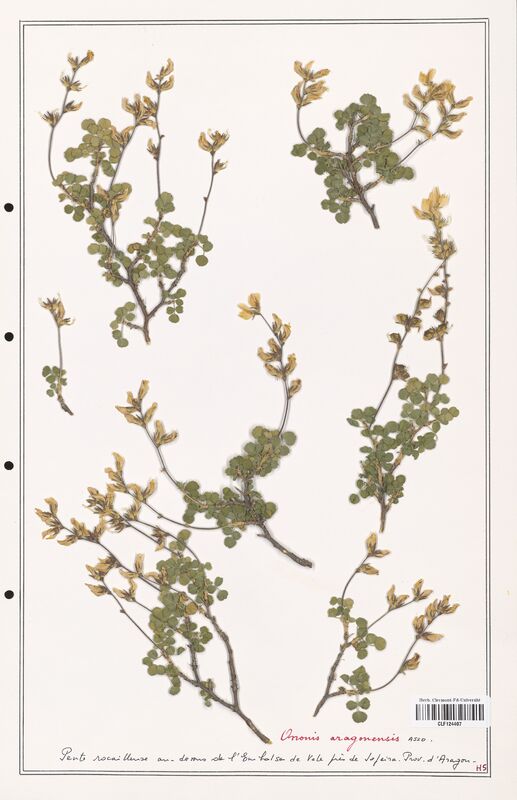 Ononis aragonensis  (Fabaceae)