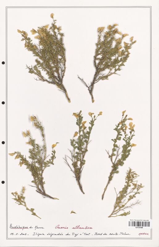 Ononis atlantica  (Fabaceae)