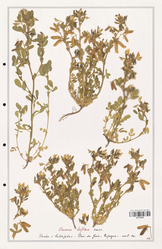 Ononis biflora  (Fabaceae)