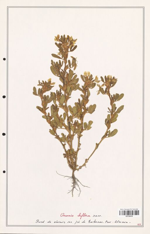 Ononis biflora  (Fabaceae)