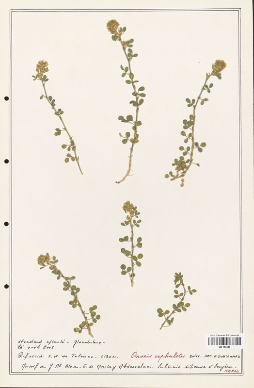 Ononis cephalotes  (Fabaceae)