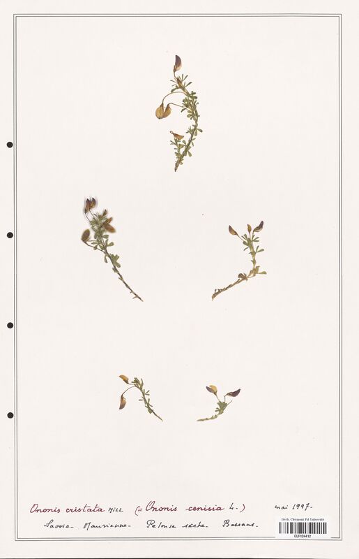 Ononis cristata  (Fabaceae)