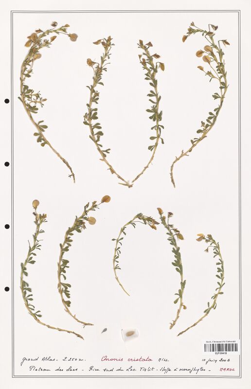 Ononis cristata  (Fabaceae)