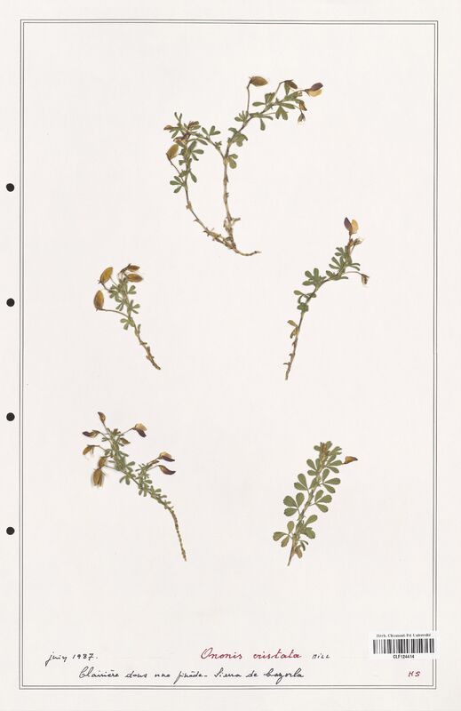 Ononis cristata  (Fabaceae)