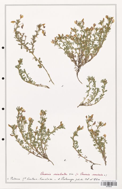 Ononis cristata  (Fabaceae)