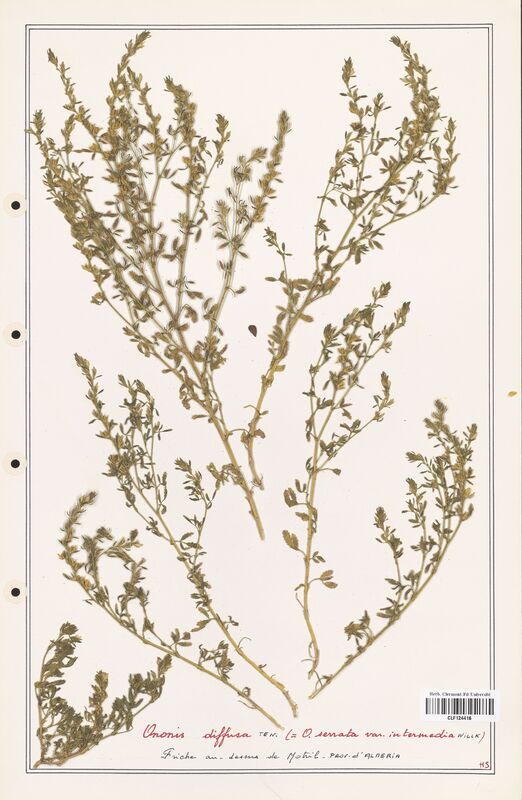 Ononis diffusa  (Fabaceae)