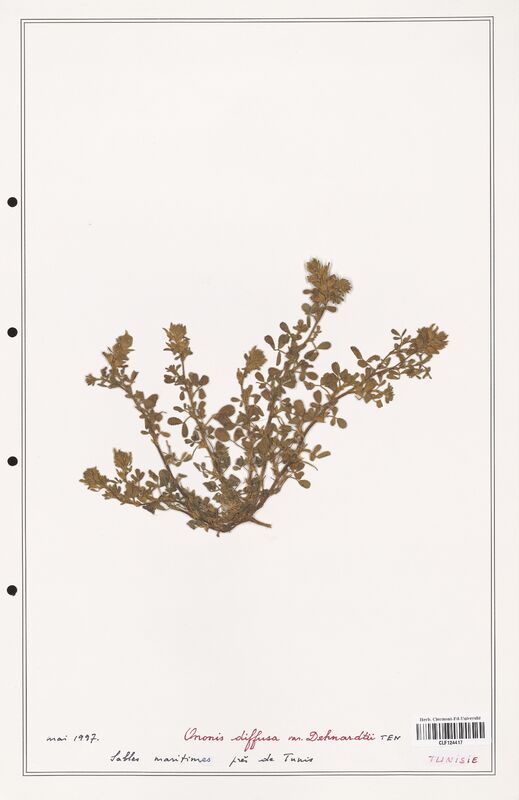 Ononis diffusa  (Fabaceae)