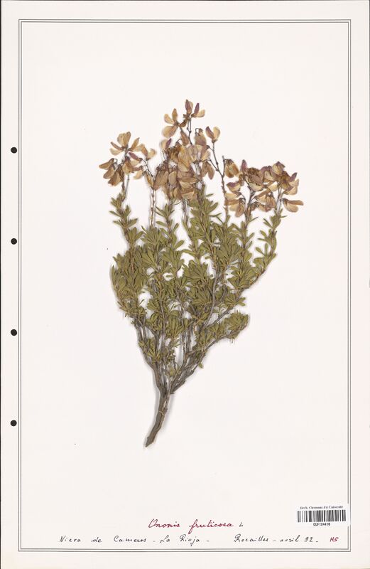 Ononis fruticosa  (Fabaceae)