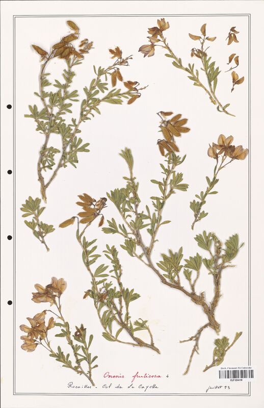 Ononis fruticosa  (Fabaceae)