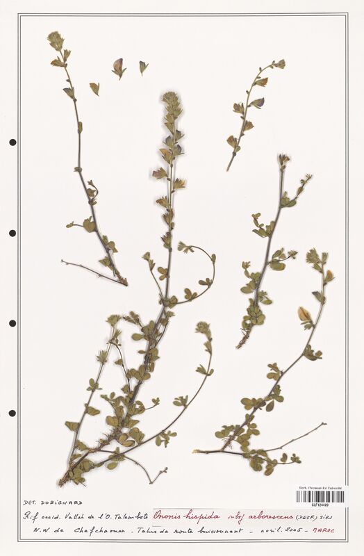 Ononis hispida  (Fabaceae)