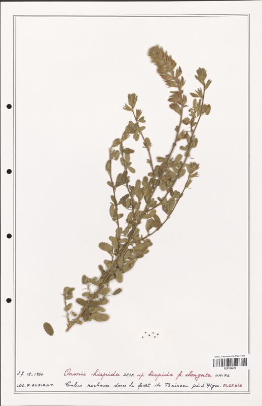 Ononis hispida  (Fabaceae)