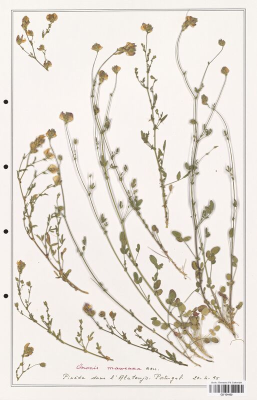 Ononis maweana  (Fabaceae)