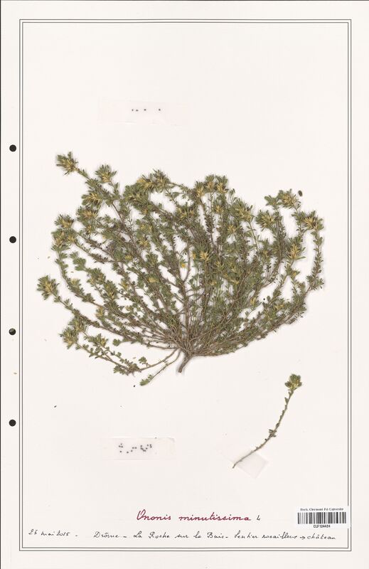 Ononis minutissima  (Fabaceae)