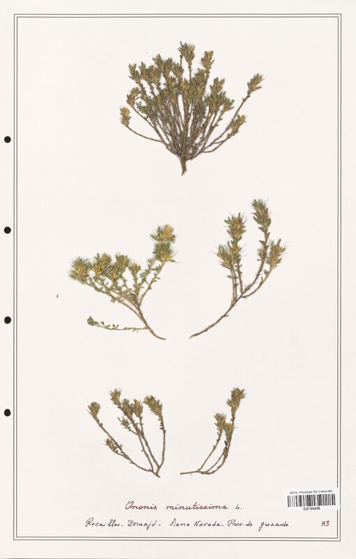 Ononis minutissima  (Fabaceae)