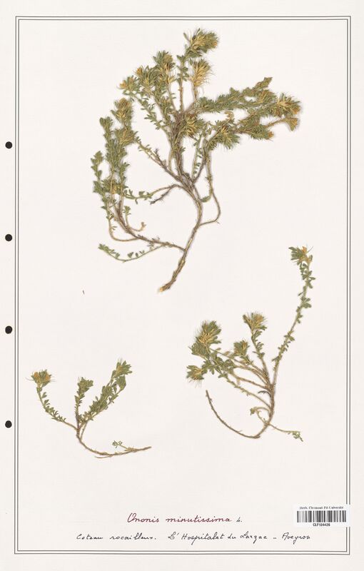 Ononis minutissima  (Fabaceae)