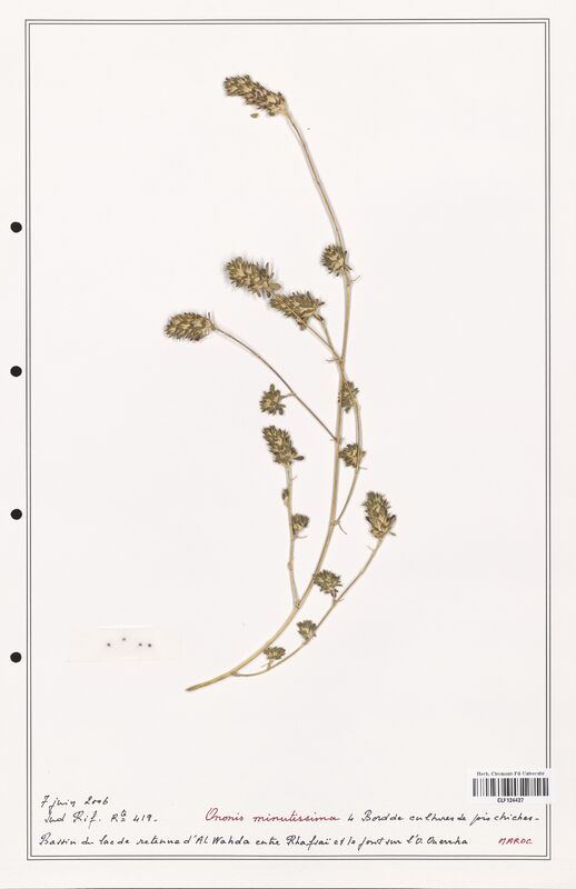 Ononis minutissima  (Fabaceae)