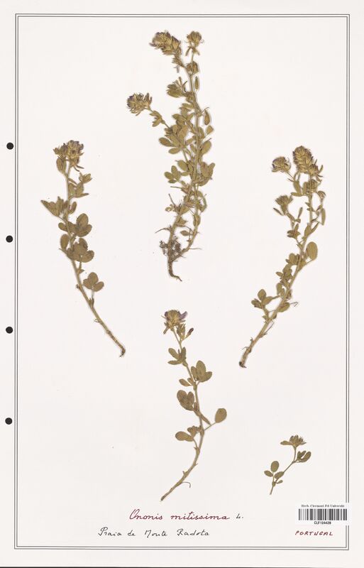 Ononis minutissima  (Fabaceae)