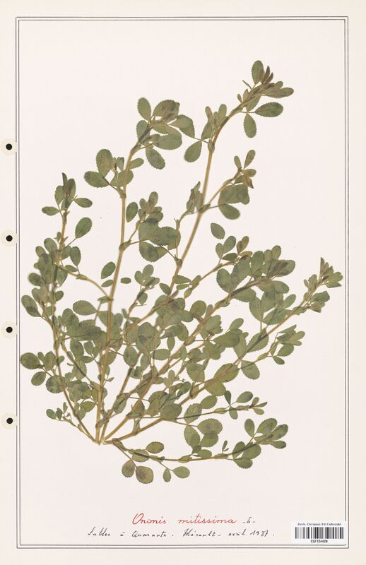 Ononis minutissima  (Fabaceae)