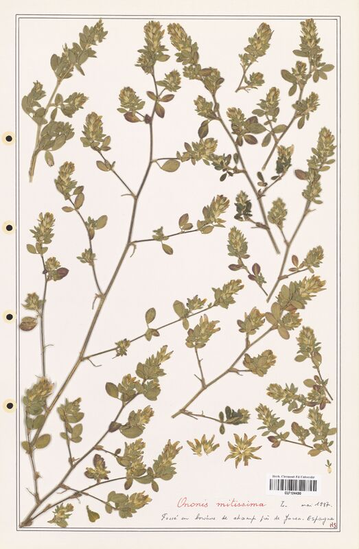 Ononis minutissima  (Fabaceae)