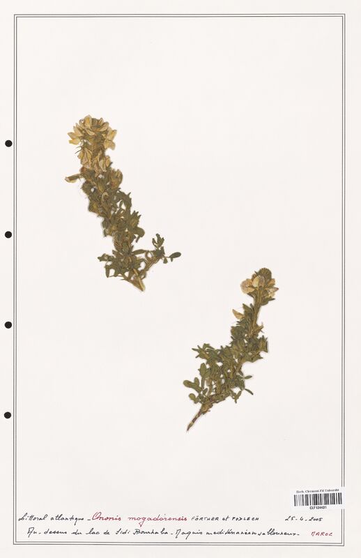 Ononis mogadorensis  (Fabaceae)