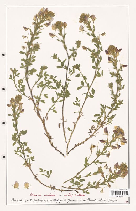 Ononis natrix  (Fabaceae)