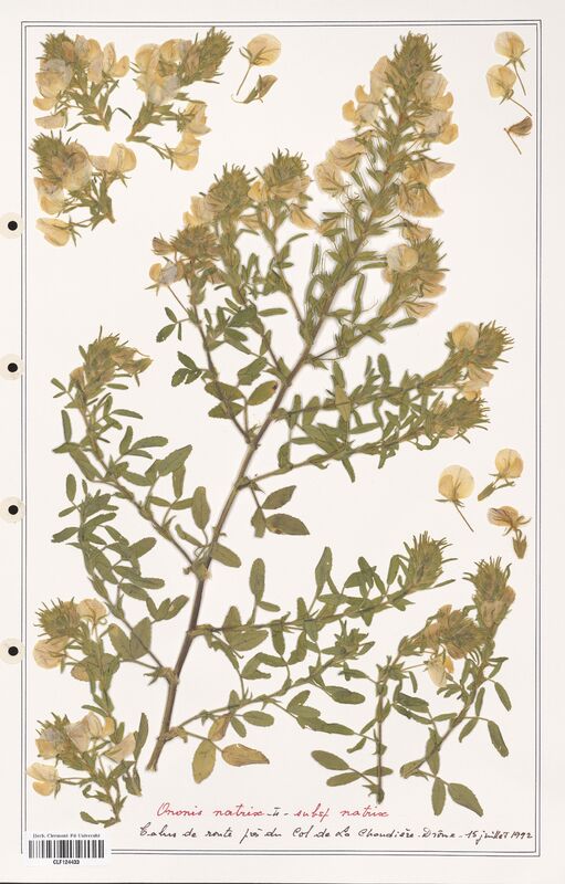 Ononis natrix  (Fabaceae)