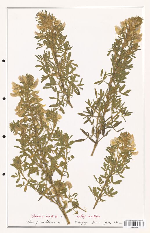 Ononis natrix  (Fabaceae)