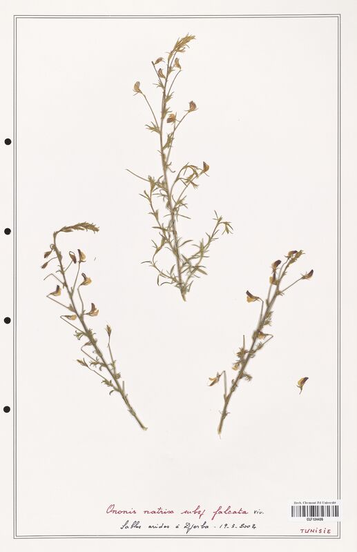 Ononis natrix  (Fabaceae)