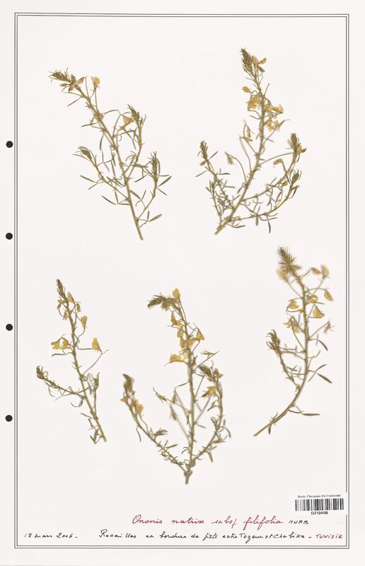 Ononis natrix  (Fabaceae)