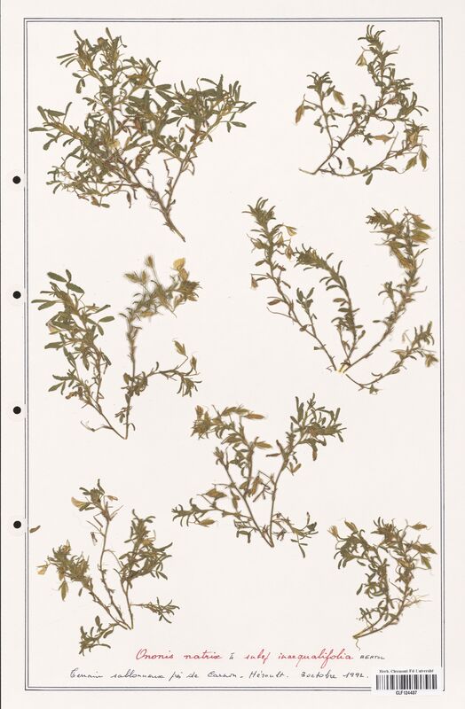 Ononis natrix  (Fabaceae)