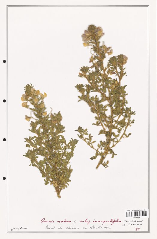 Ononis natrix  (Fabaceae)