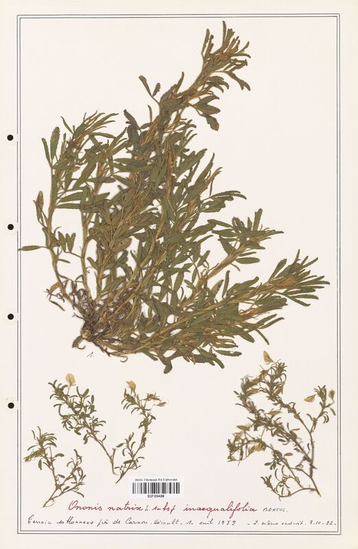 Ononis natrix  (Fabaceae)