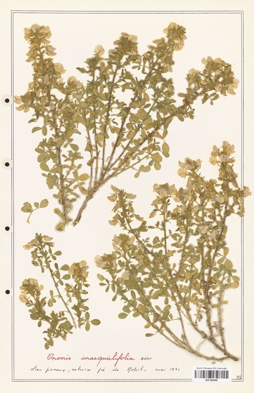 Ononis inaequatifolia  (Fabaceae)