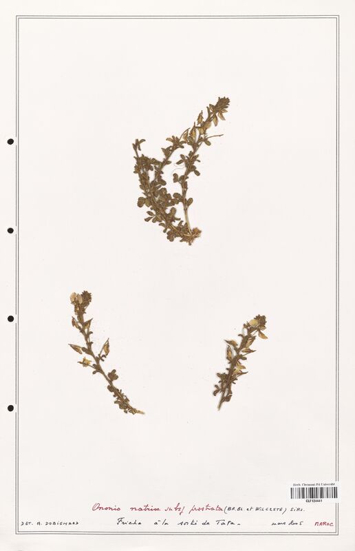 Ononis natrix  (Fabaceae)