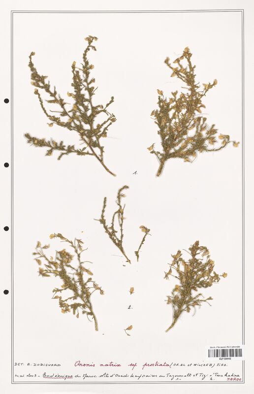 Ononis natrix  (Fabaceae)