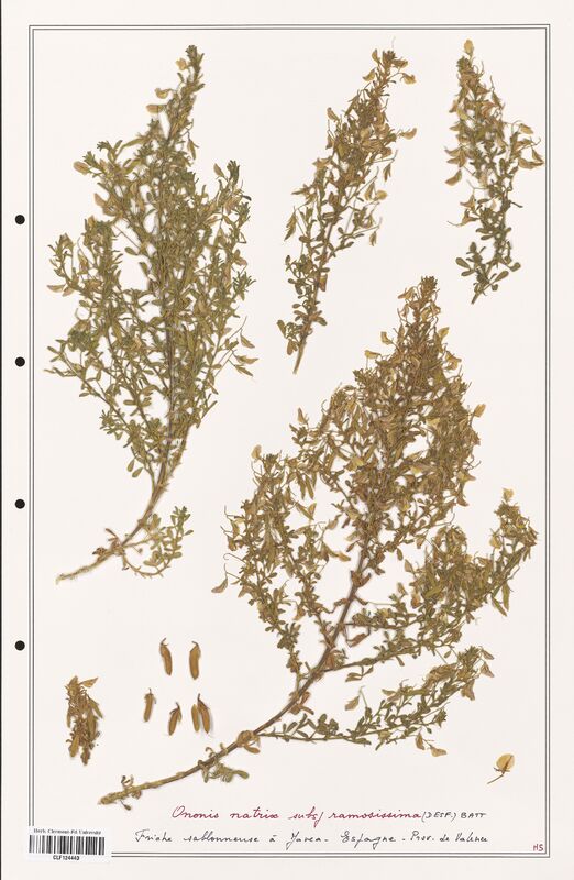 Ononis natrix  (Fabaceae)