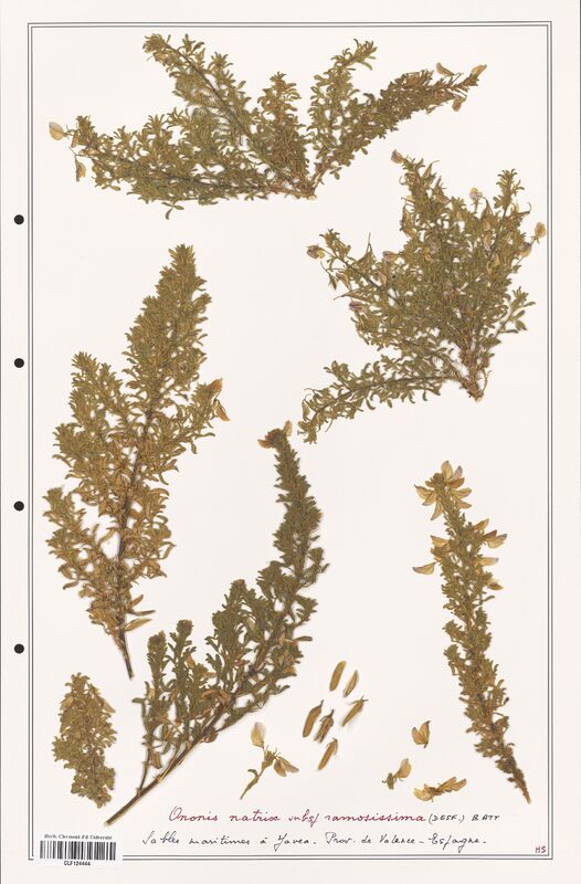 Ononis natrix  (Fabaceae)