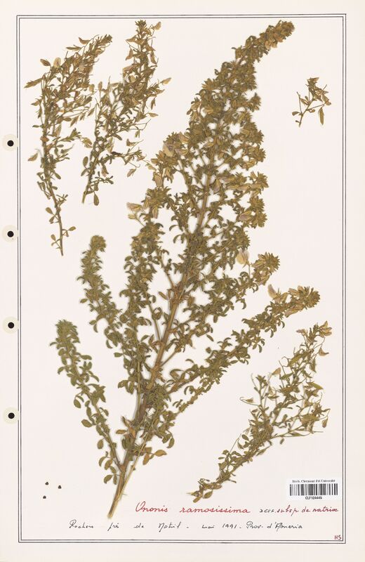 Ononis ramosissima  (Fabaceae)