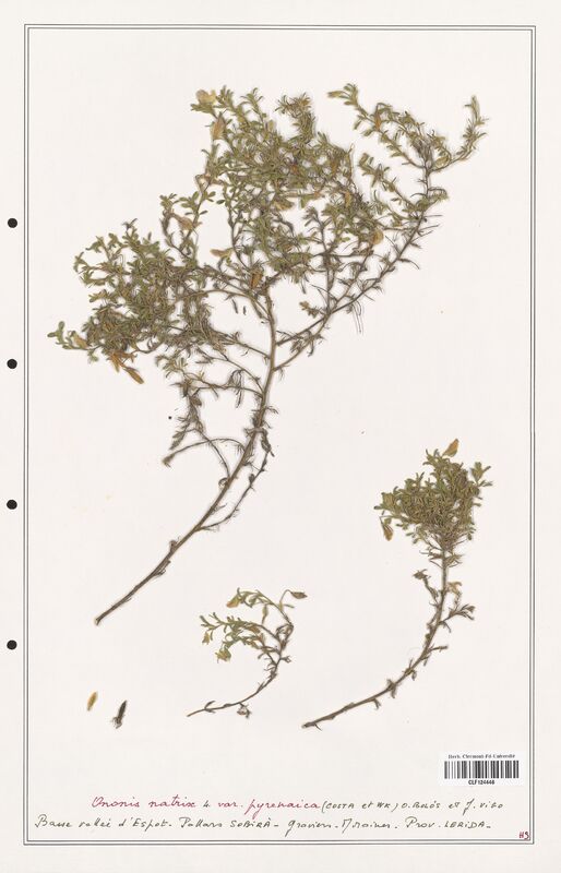 Ononis natrix  (Fabaceae)