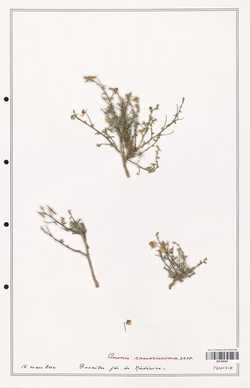 Ononis ramosissima  (Fabaceae)